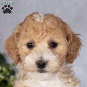Belle, Bich-Poo Puppy